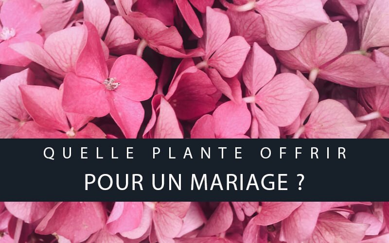 quelle plante offrir mariage